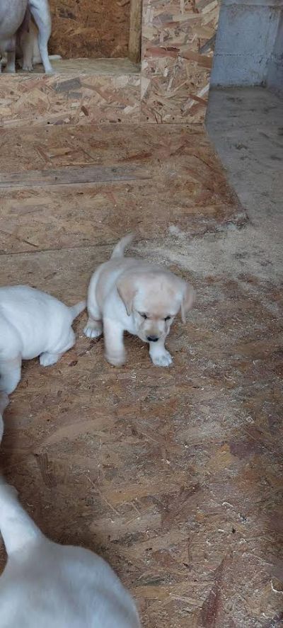 Labrador retriver